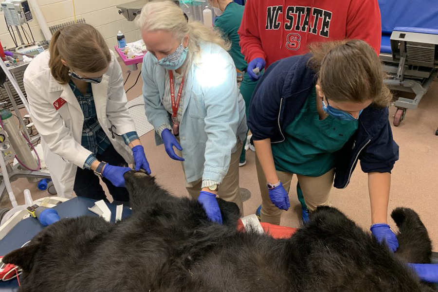 Virginia Bear Update 3, People Museum of Life and Science