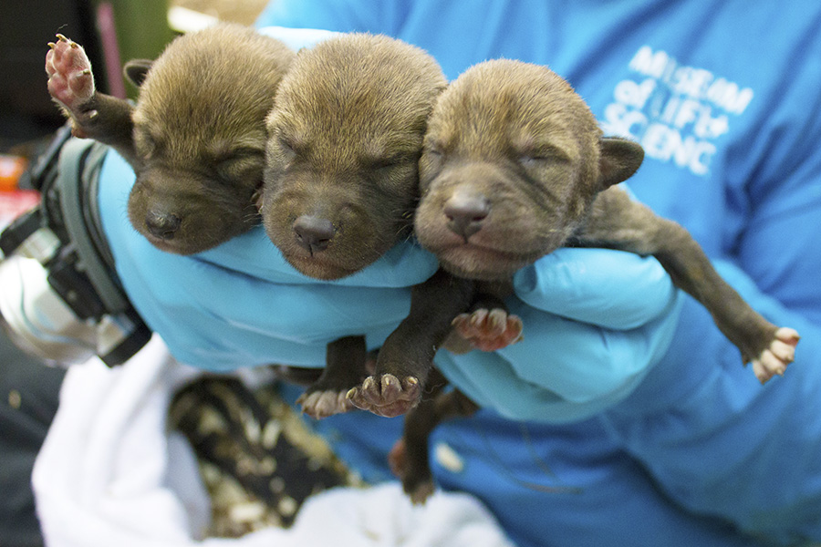 Explore the Wild: Red Wolves - Museum of Life and Science