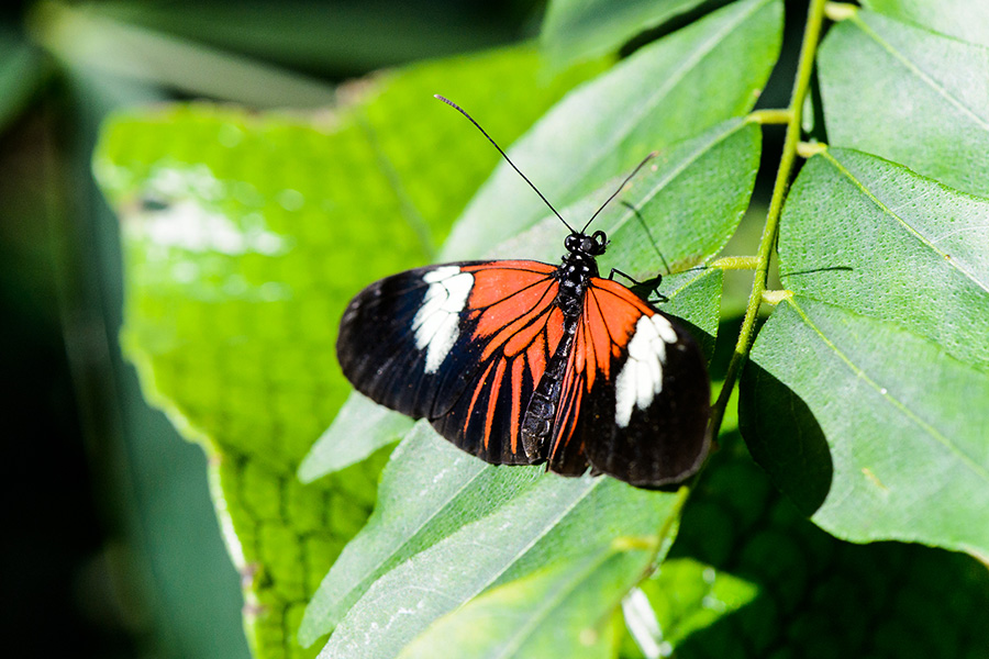 Closeup of an orange and black longwing butterfly.