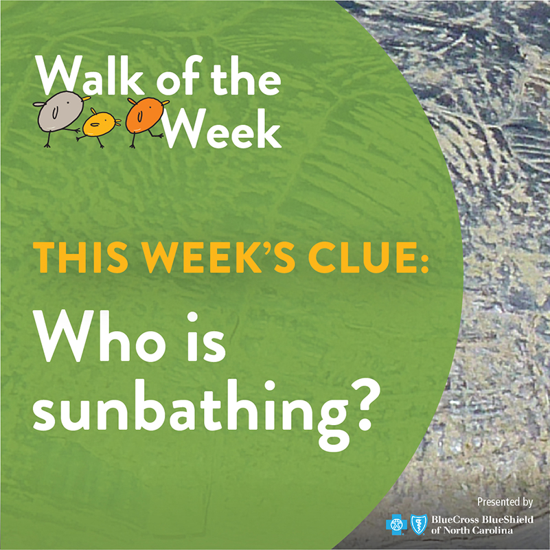 Walk of the Week graphic showing turtle shell