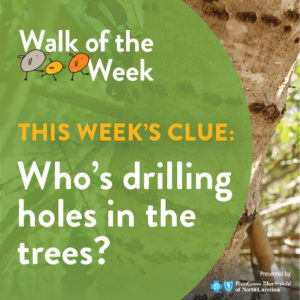 Walk of the Week graphic showing a tree trunk with small holes drilled in it
