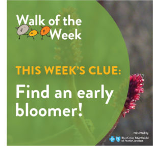 Walk of the Week graphic showing pink flowers