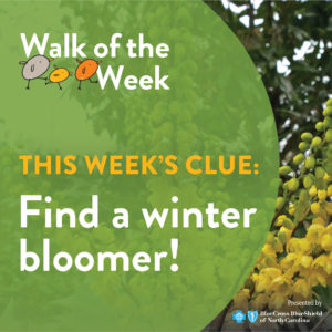 Walk of the Week graphic showing a yellow flower of the mahonia bush
