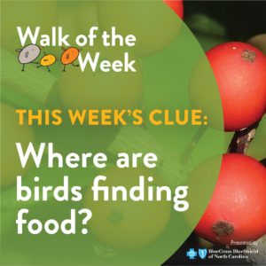 Walk of the Week graphic showing red berries of a holly bush