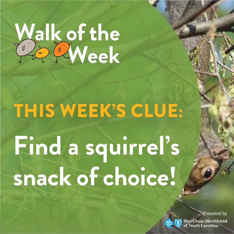 Walk of the Week graphic showing sqirrel in tree