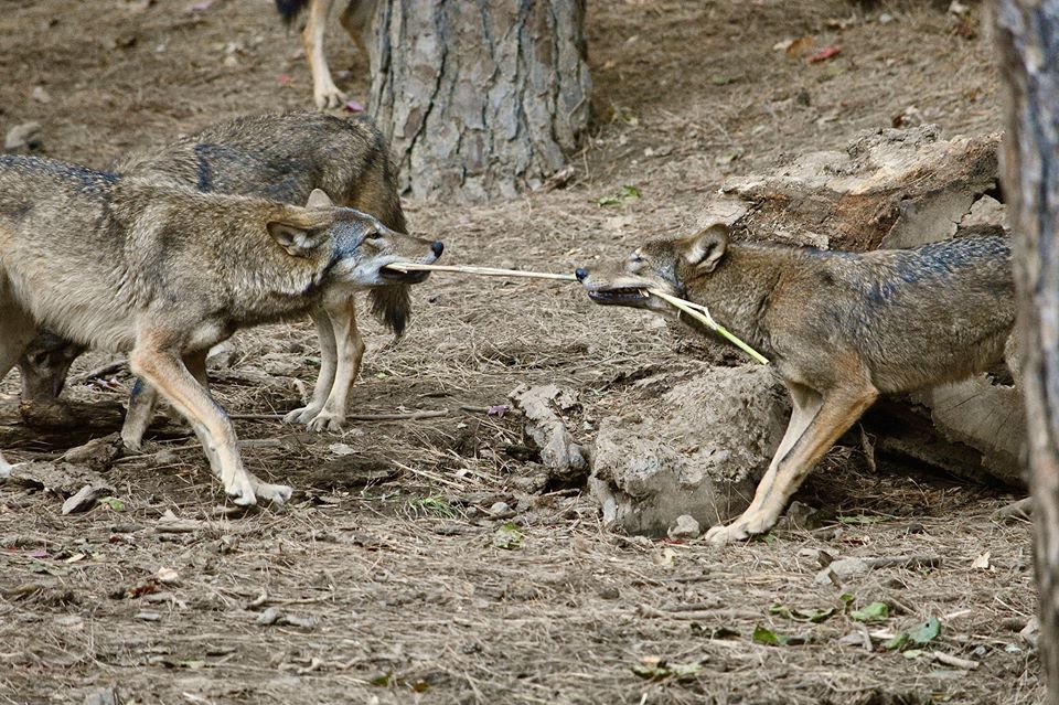 A step in the right direction - Museum of Life and Science