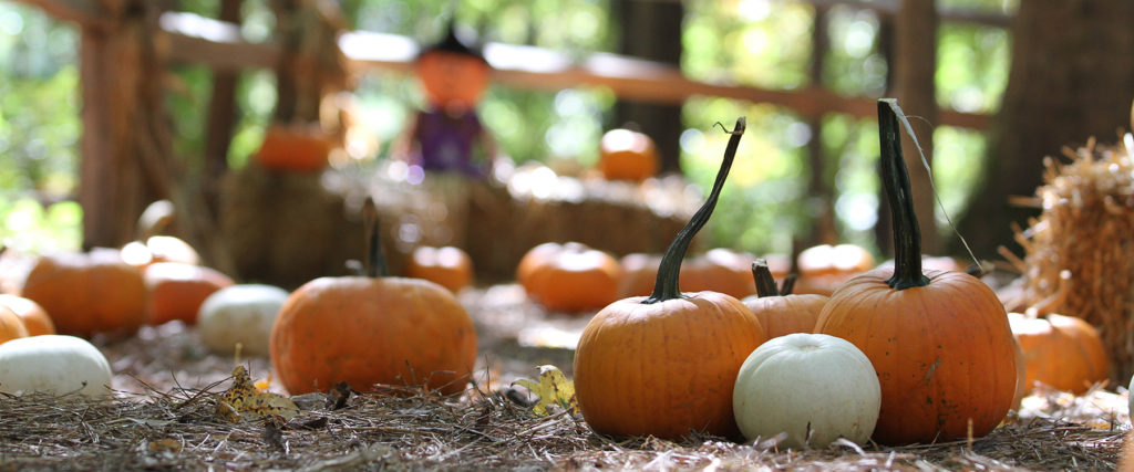 Pumpkins in a field