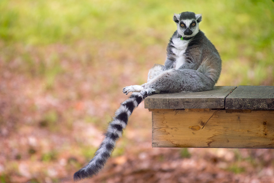 Saying goodbye to Satyrus - Museum of Life and Science