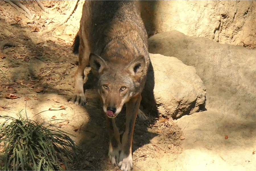 ジャック hide着用 W&LT カットソー RED WOLF ジャック hide着用 W< カットソー RED WOLF hide着用 W< カットソー