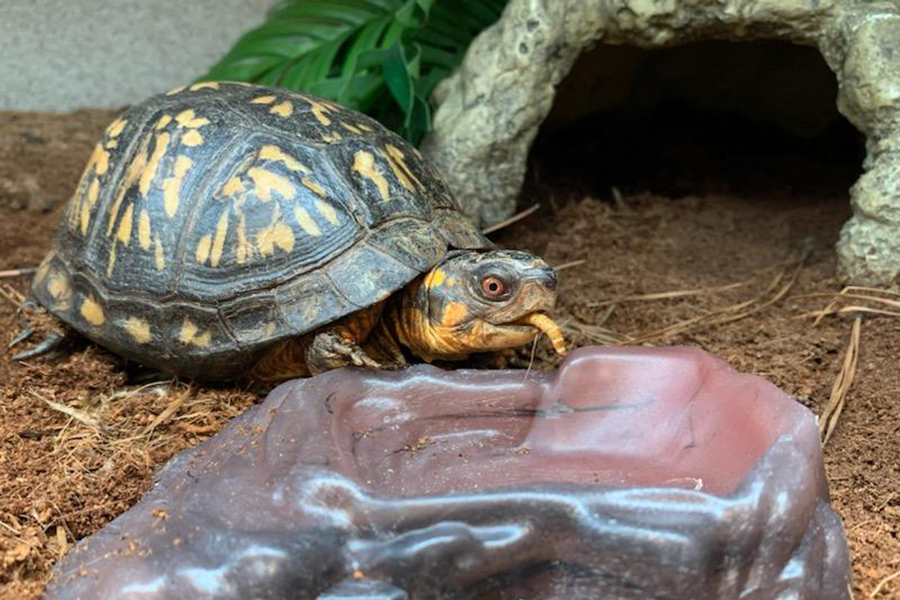 Turtle