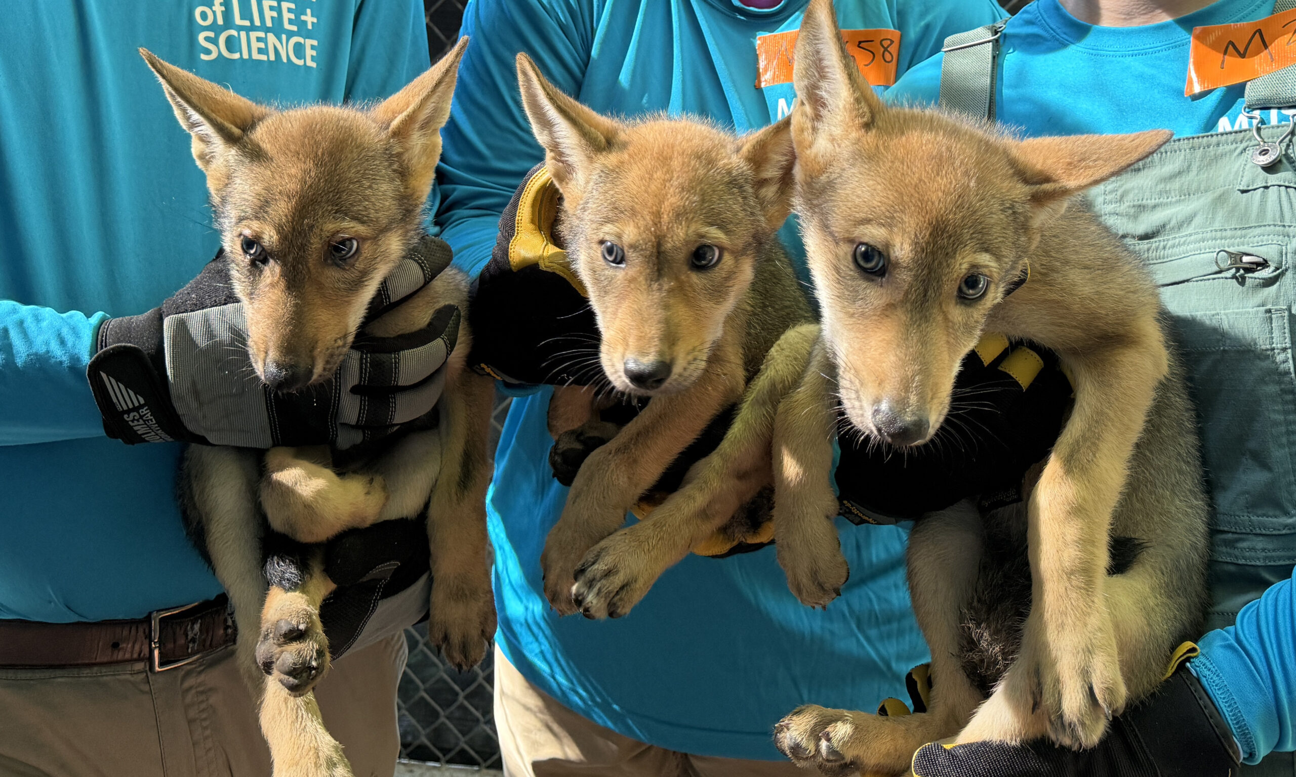 3 Red Wolves look at camera
