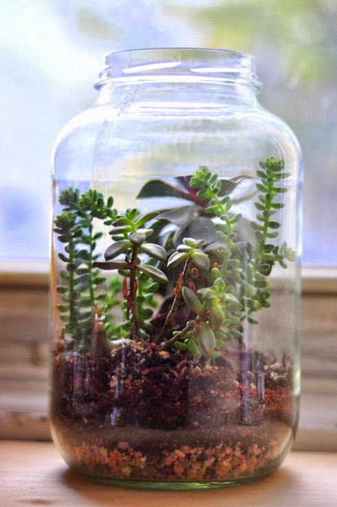Terrarium